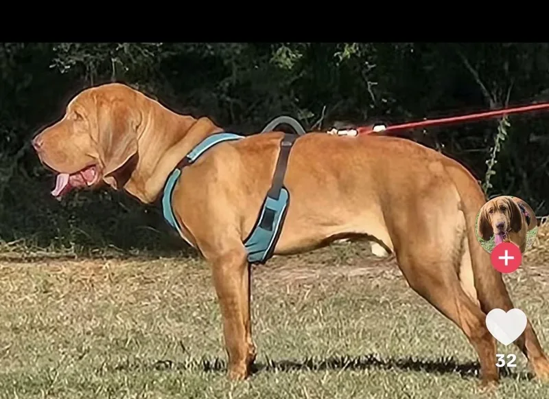 A young extra large-sized male Bloodhound dog named Elroy. for adoption in Mobile, AL