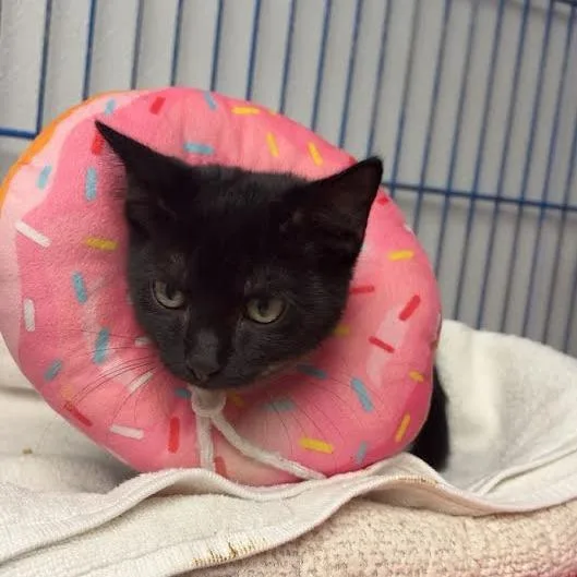 A baby small-sized male Black Domestic Short Hair cat named Wybie for adoption in Blairsville, GA