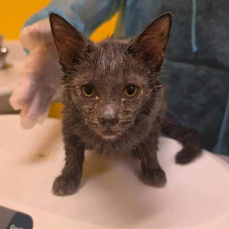A baby small-sized male Gray / Blue / Silver Domestic Short Hair cat named Dimple for adoption in Newark, NJ