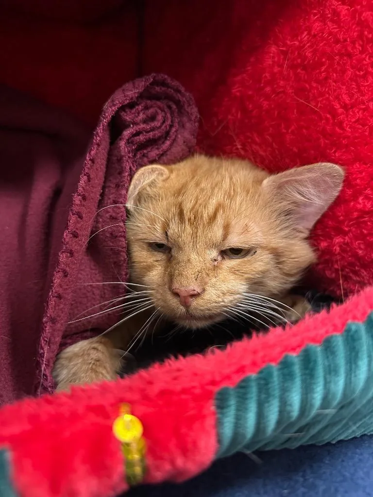 An adult medium-sized male Domestic Short Hair cat named Billy Bob for adoption in Johnson City, TN