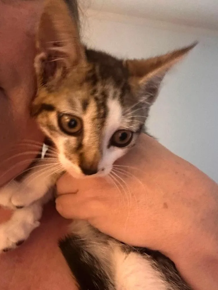 A baby small-sized female Gray & White Domestic Short Hair cat named Apricot for adoption in Virginia Beach, VA