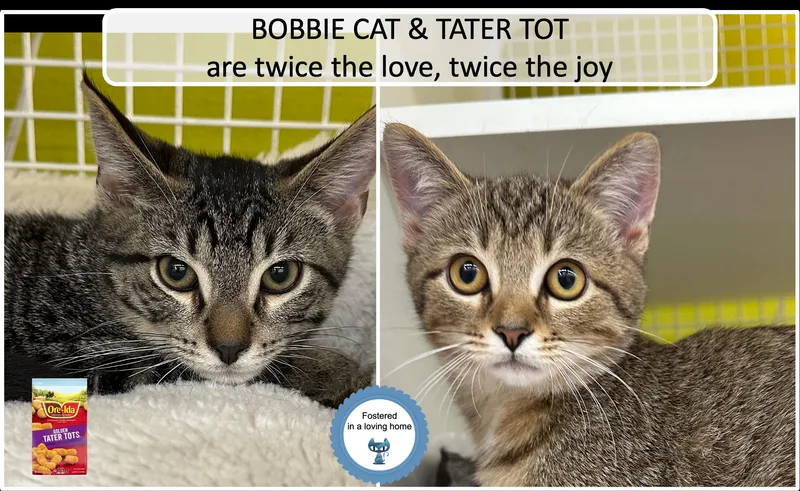 Bobbie Cat & Tater