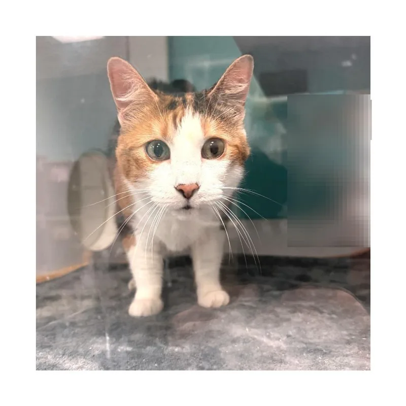 A senior medium-sized female Calico Domestic Short Hair cat named Autumn for adoption in Lake Jackson, TX