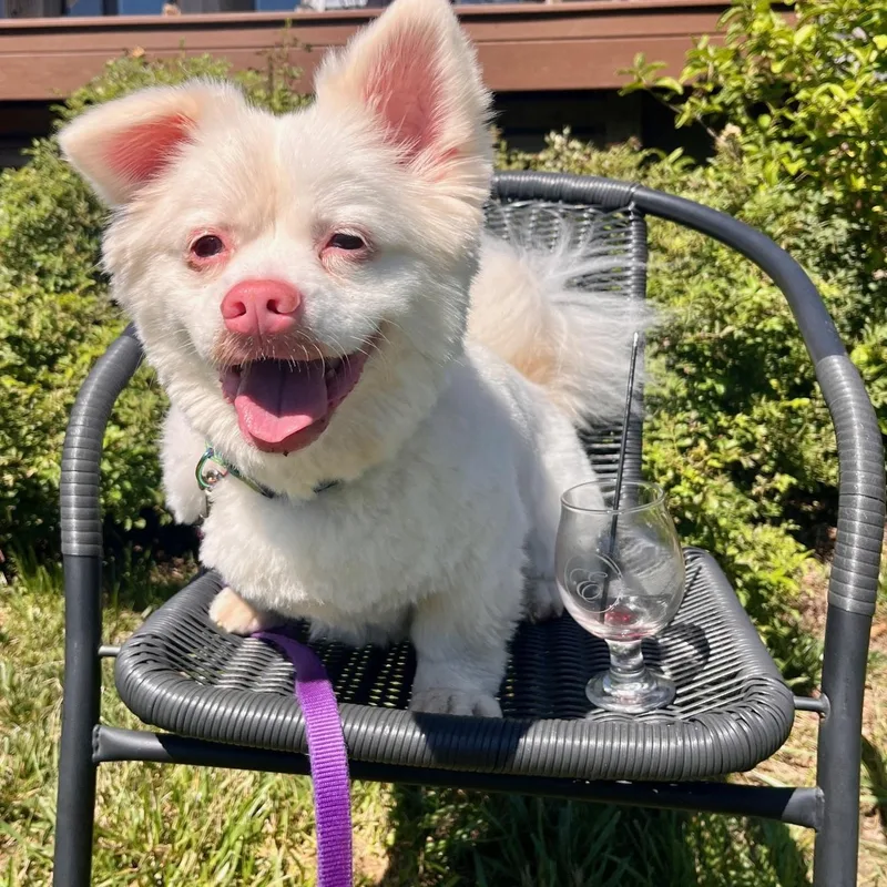 An adult small-sized male White / Cream Pomeranian dog named Vinny for adoption in Richmond, VA
