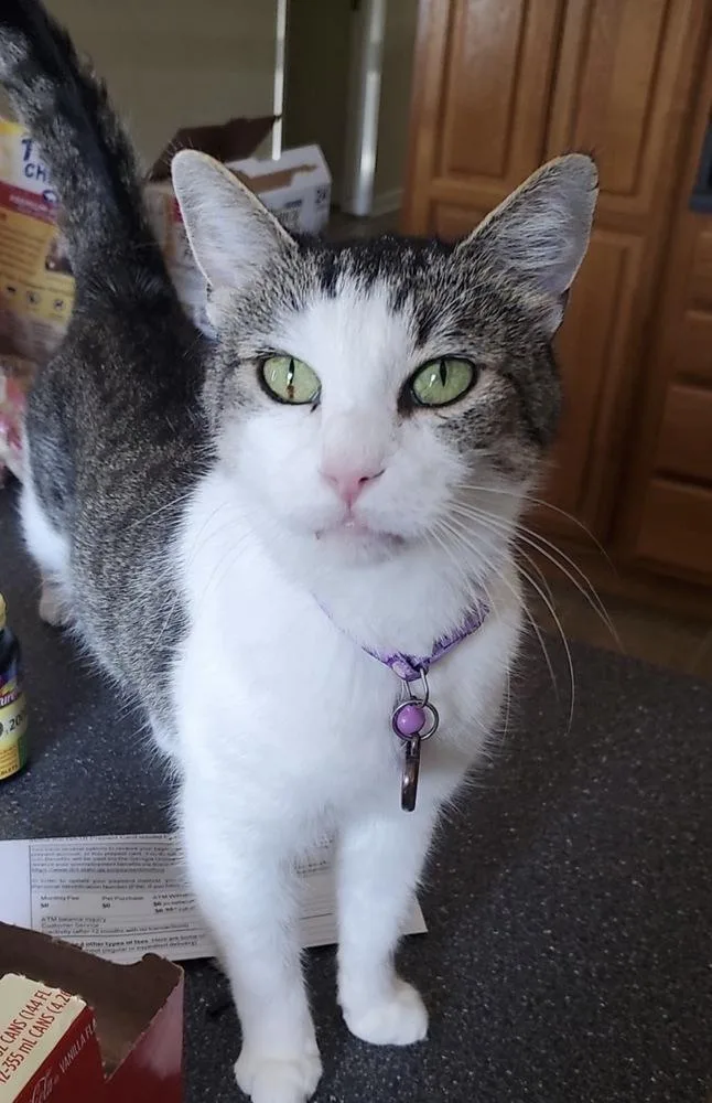 A senior small-sized female Gray & White Domestic Short Hair cat named Kirby Kat for adoption in Cedartown, GA