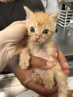 A baby small-sized female Domestic Medium Hair cat named Badit for adoption in Haw River, NC