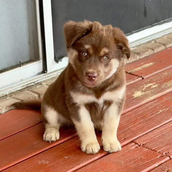 A baby medium-sized male Australian Shepherd dog named Ozzy for adoption in Columbus, OH