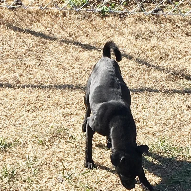 An adult small-sized female Black Terrier dog named Charlotte for adoption in Claremore, OK