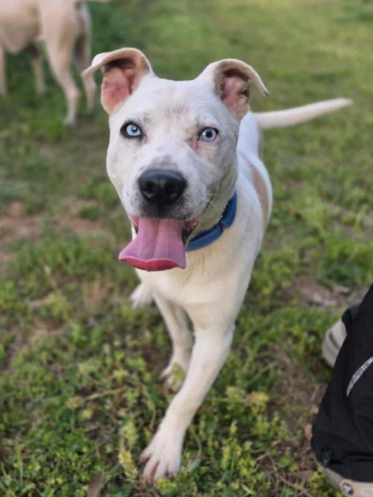 A young medium-sized male Mixed Breed dog named Nico for adoption in Red Hook, NY