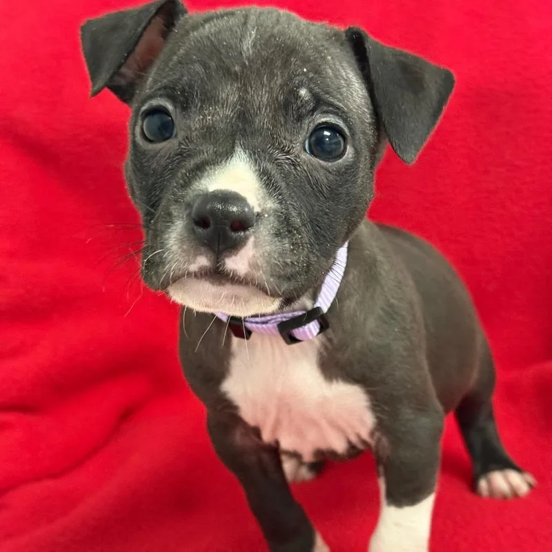 A baby medium-sized female Black Pit Bull Terrier dog named Chainey for adoption in St. Peters, MO