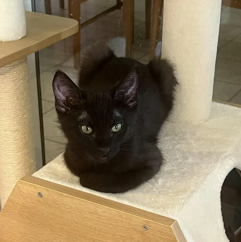 A baby small-sized male Black Domestic Medium Hair cat named Trooper for adoption in Phoenix, AZ
