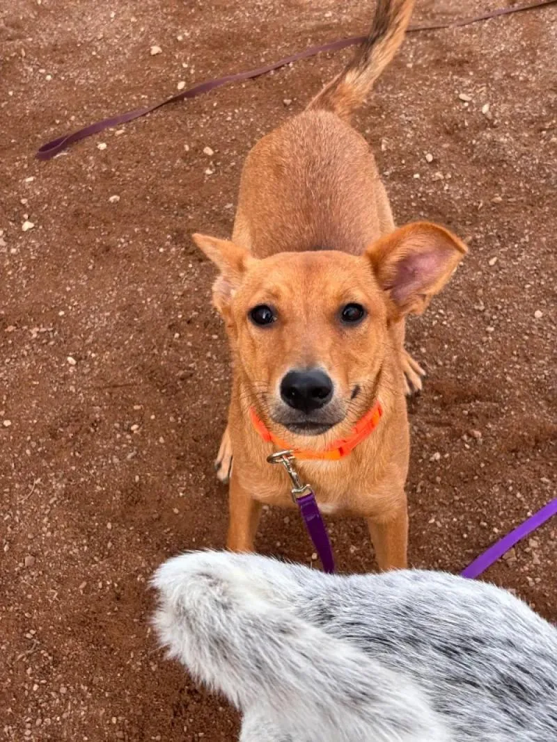 An adult medium-sized male Mixed Breed dog named Reeses for adoption in Hobbs, NM