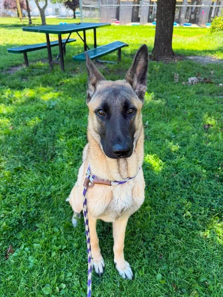 An adult large-sized female German Shepherd Dog dog named Twinkle for adoption in Suamico, WI
