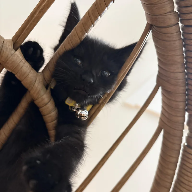 A baby small-sized female Black Domestic Short Hair cat named Blackout for adoption in Richmond, VA