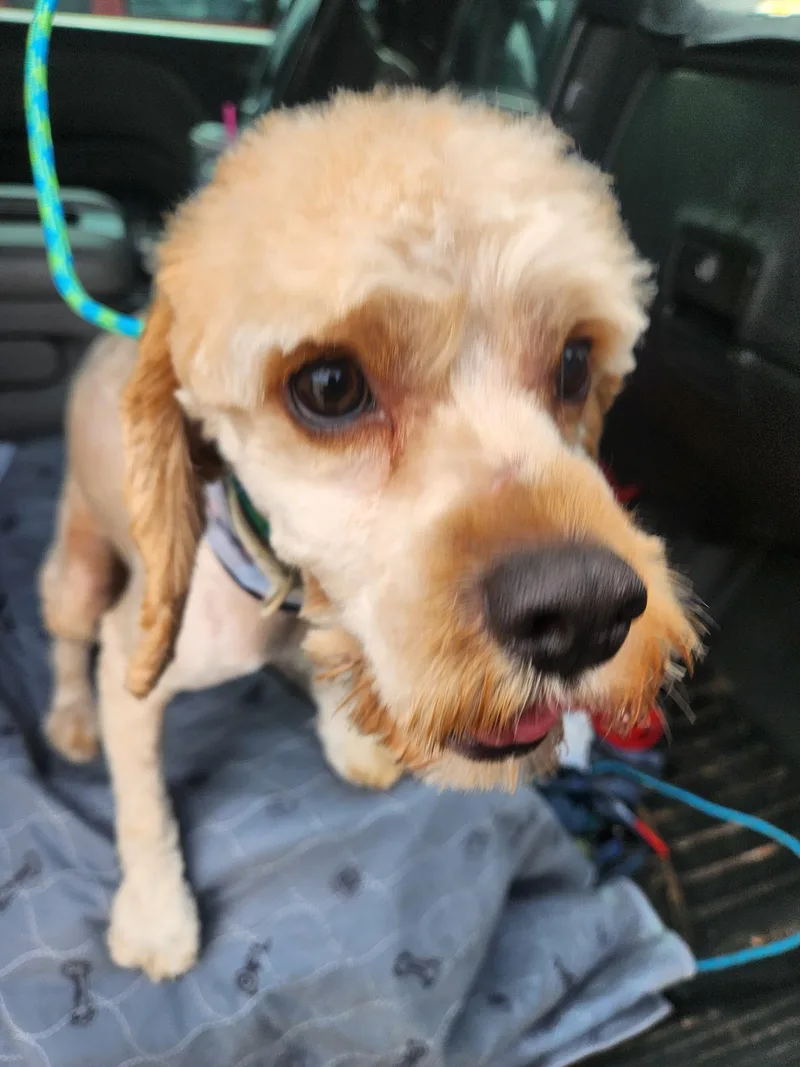 A young small-sized male Maltipoo dog named Bentley for adoption in Garland, TX