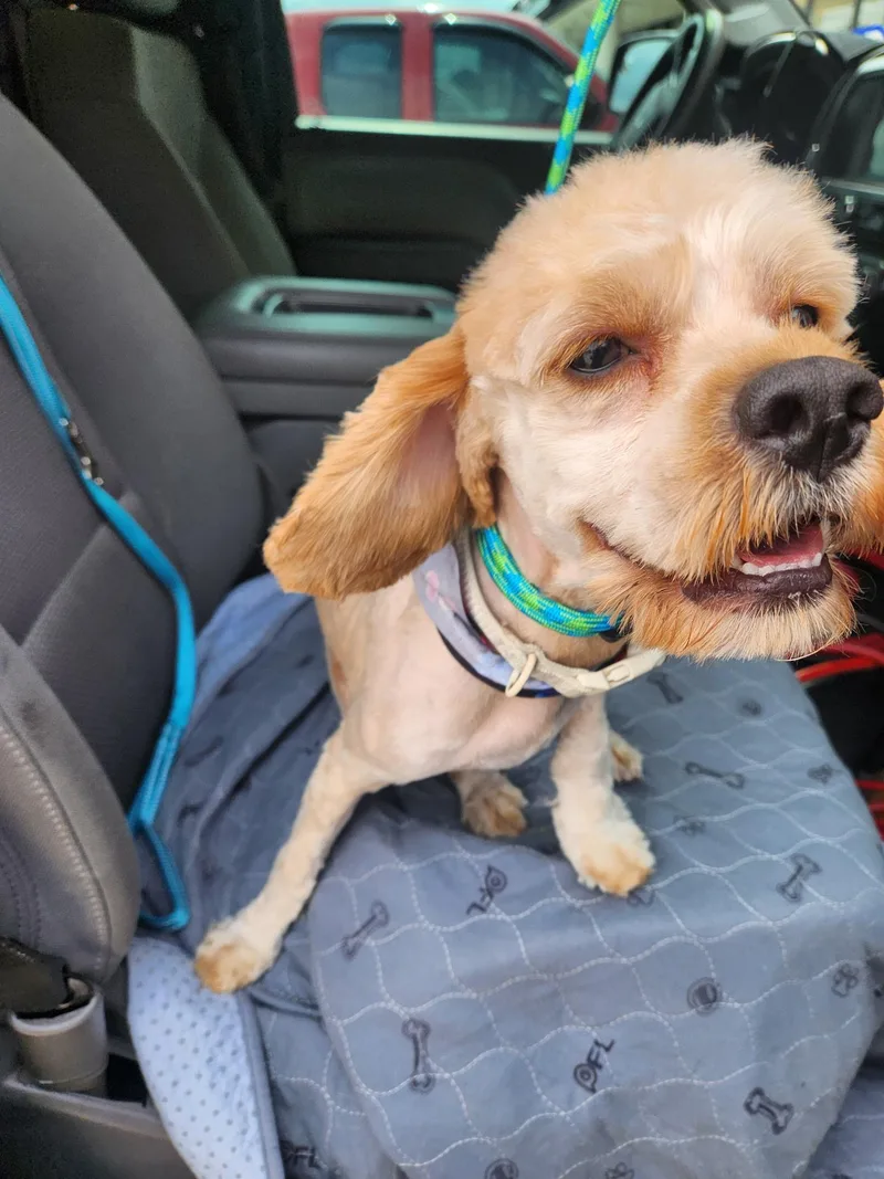 Bentley thumbnail 4