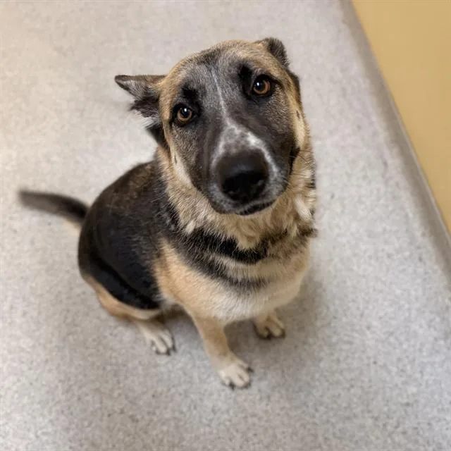 An adult large-sized female German Shepherd Dog dog named Holly for adoption in Modesto, CA