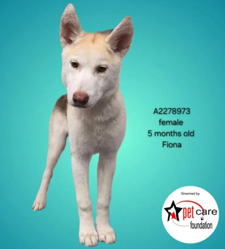 A baby medium-sized female Siberian Husky dog named Fiona for adoption in Los Angeles, CA