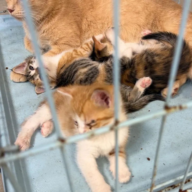 A baby small-sized male Calico Domestic Short Hair cat named Leopard for adoption in Newark, NJ