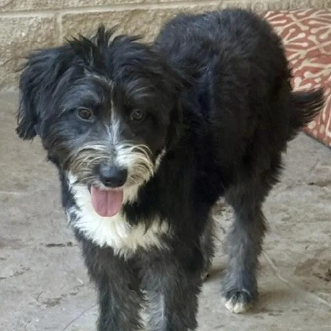 A baby small-sized female Black Border Collie dog named Francesca for adoption in Houston, TX