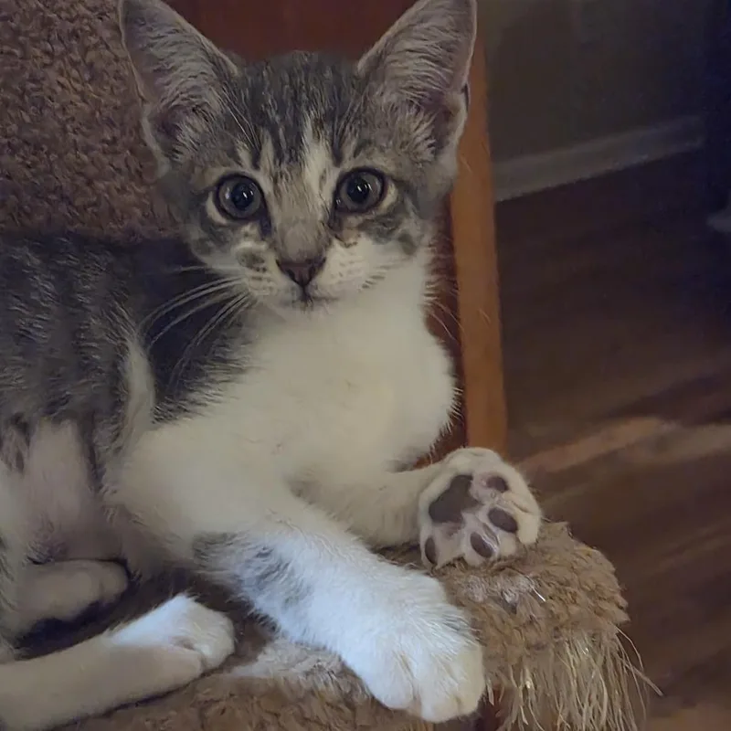A baby small-sized female Gray / Blue / Silver Domestic Medium Hair cat named Lucky for adoption in Fayetteville, GA