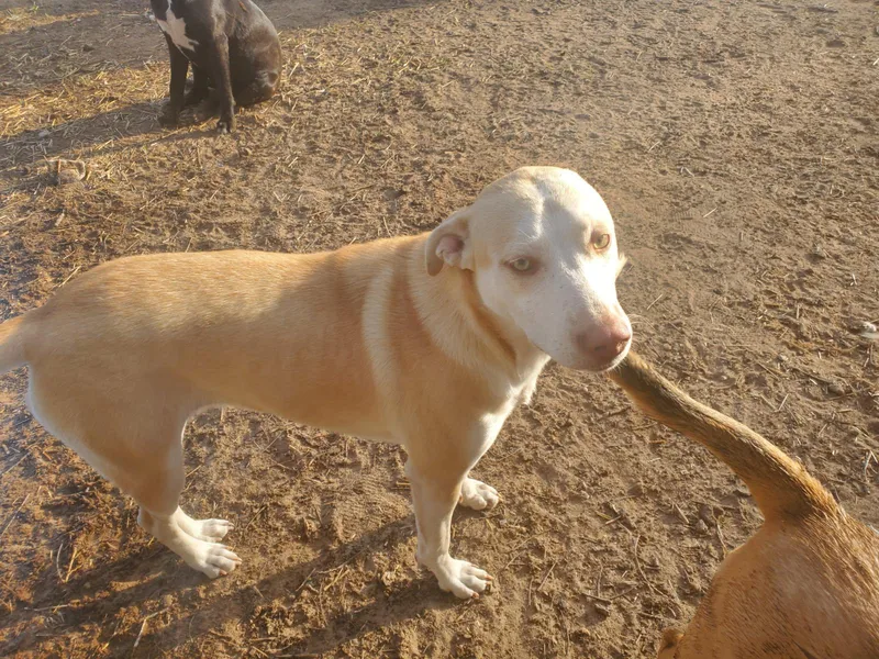 A young medium-sized female Yellow Labrador Retriever dog named Nova for adoption in Gun Barrel City, TX