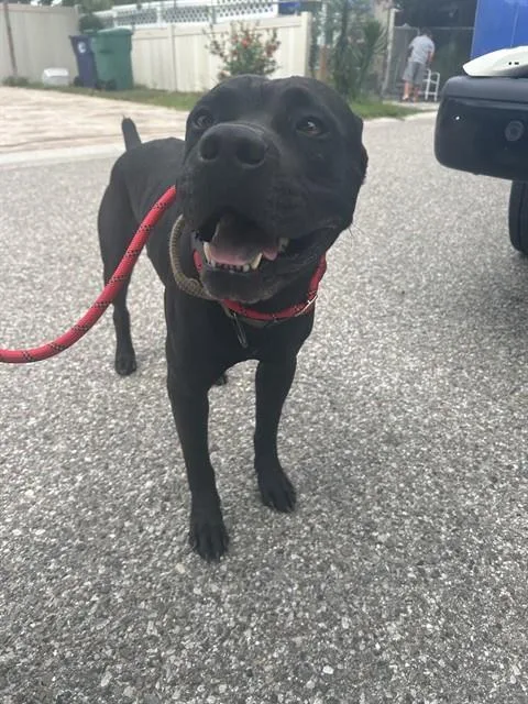An adult large-sized male Mixed Breed dog named Nero for adoption in Palmetto, FL