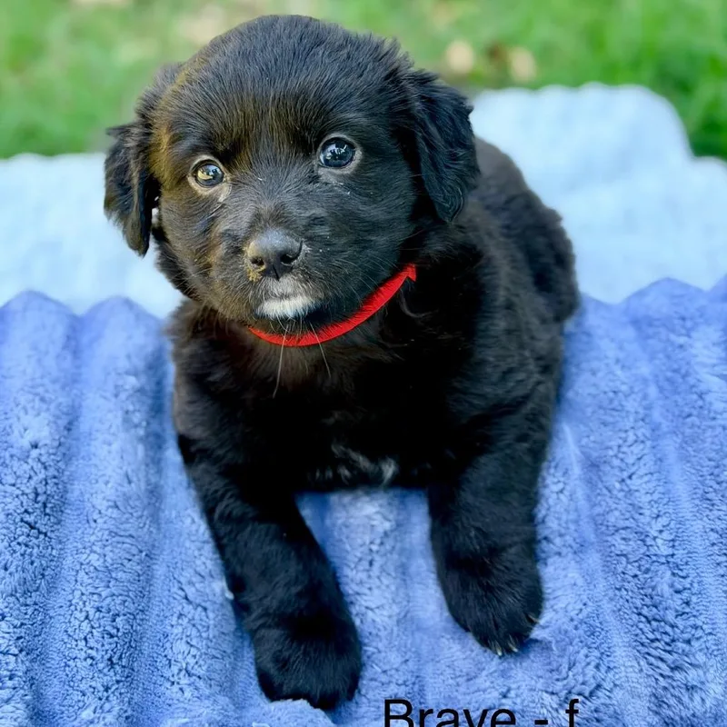 A baby medium-sized female Black Mixed Breed dog named Brave for adoption in Huntsville, AL