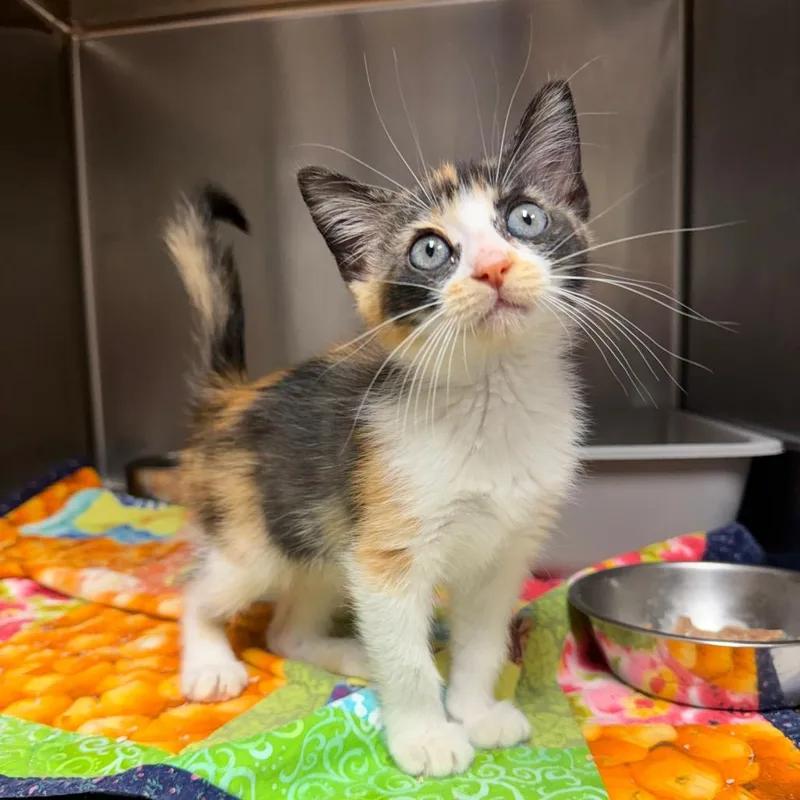 A baby small-sized female Calico Domestic Short Hair cat named Gramcracker for adoption in Bryan, TX