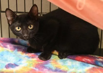 A young small-sized female Domestic Short Hair cat named Lizzy for adoption in Baton Rouge, LA