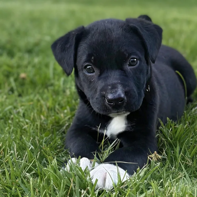 A baby medium-sized male Black Labrador Retriever dog named Sperry for adoption in Potomac, MD