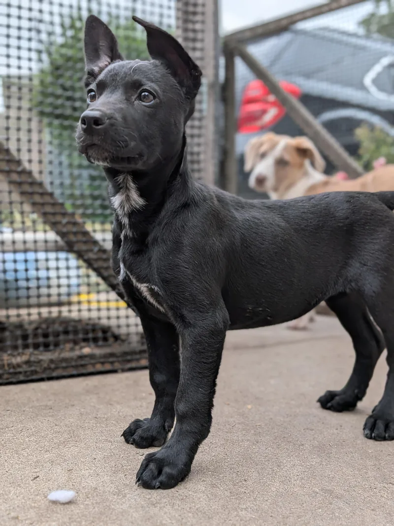 A baby large-sized female Black Mixed Breed dog named Berenice for adoption in Kenosha, WI