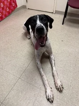 An adult extra large-sized male Black Mixed Breed dog named Ford for adoption in Hamilton, OH