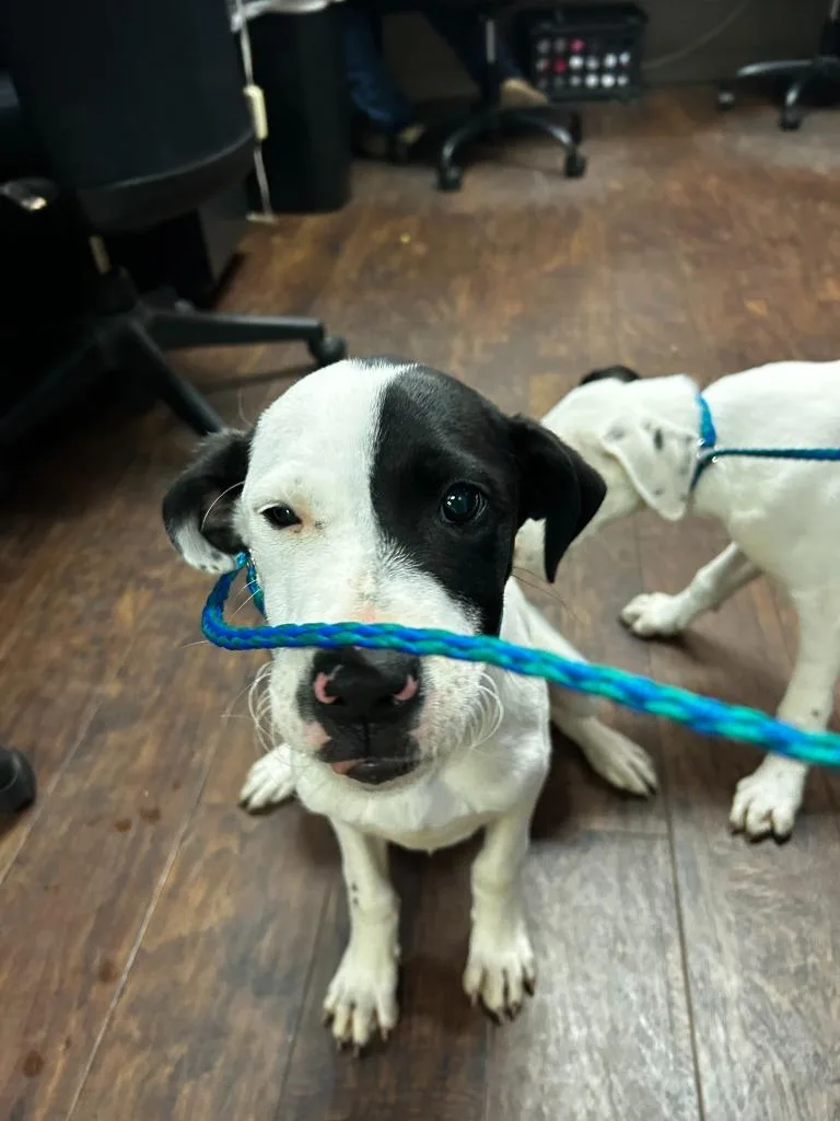 A baby medium-sized male Cattle Dog dog named Dog Kennel Rocky for adoption in Greenville, TX