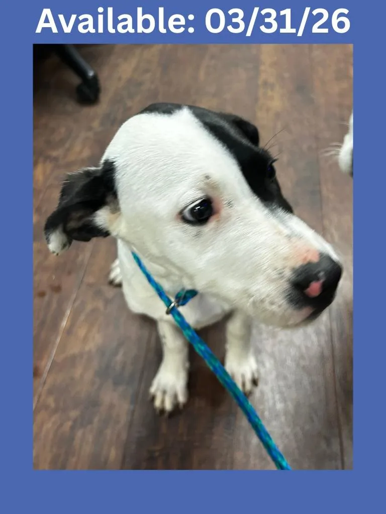 Dog Kennel  Rocky thumbnail 2