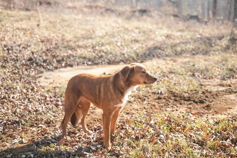 A young medium-sized female Collie dog named Scarlet Rose  Transport for adoption in Gradyville, KY