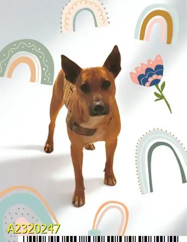 A young large-sized male Mixed Breed dog named Pharaoh for adoption in West Palm Beach, FL