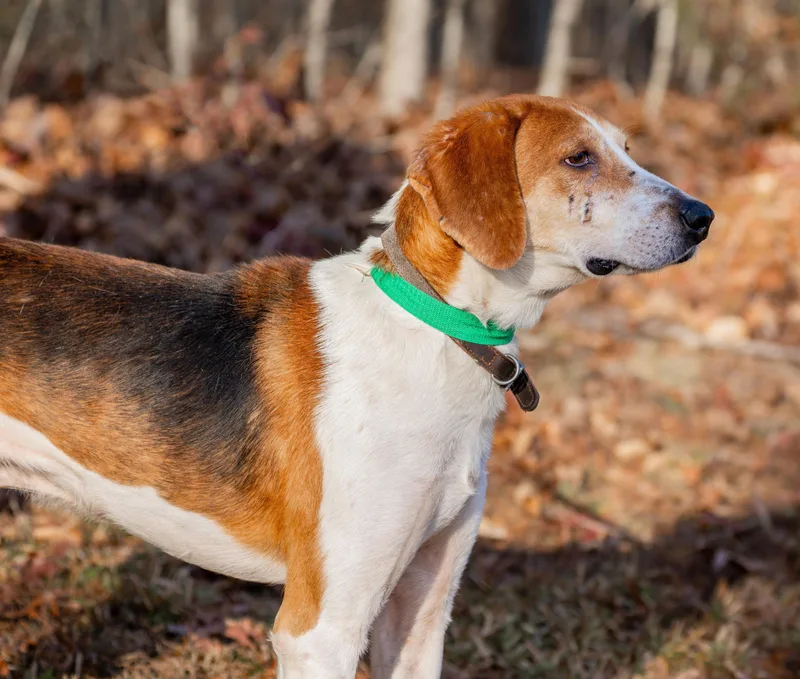 An adult medium-sized male Tricolor (Brown, Black, & White) American Foxhound dog named Jack for adoption in Lexington, MA