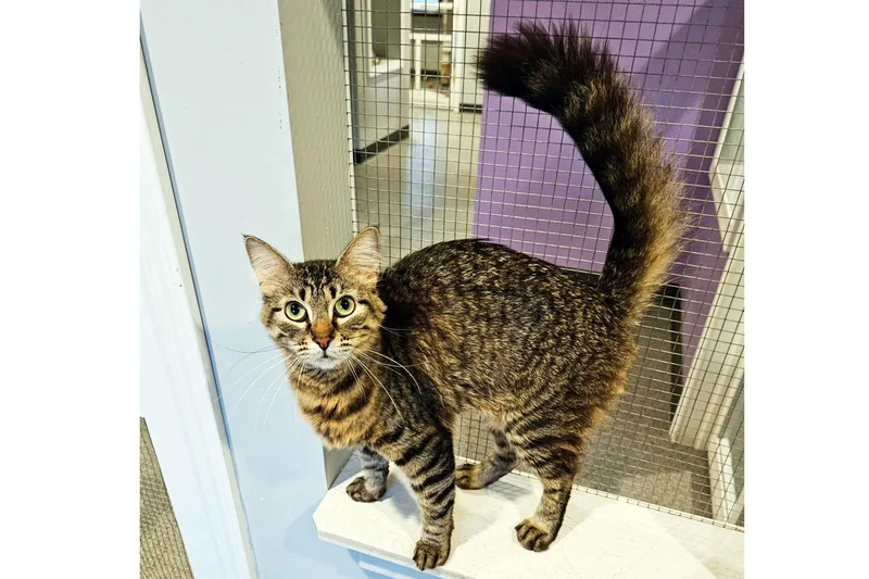 A young medium-sized female Tabby (Brown / Chocolate) Domestic Medium Hair cat named Swansea for adoption in Lincoln, NE