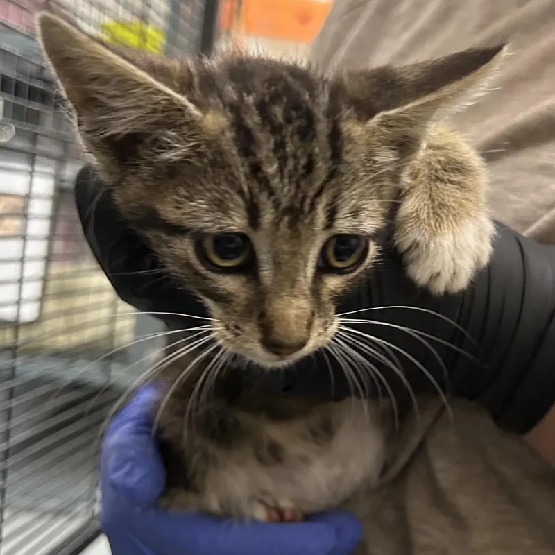 A baby small-sized male Brown / Chocolate Domestic Short Hair cat named Cosmos for adoption in Point Richmond, CA