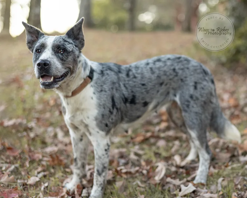 Georgia
