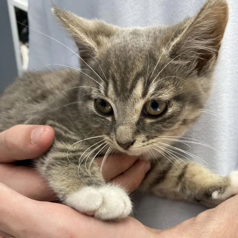 A baby small-sized female Gray / Blue / Silver Domestic Short Hair cat named Carmen for adoption in Oak Hill, WV