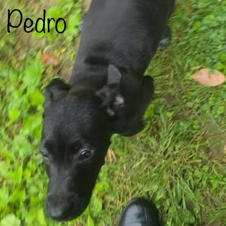Pedro