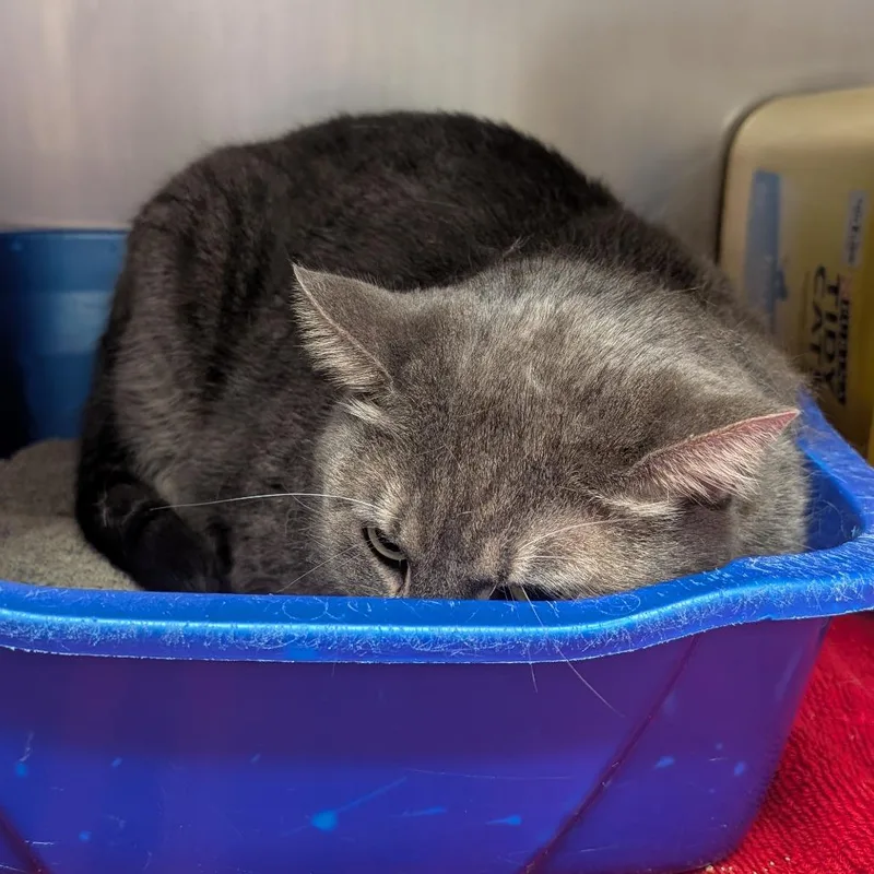 A senior extra large-sized male Brown / Chocolate Domestic Short Hair cat named Baby for adoption in Emporia, KS