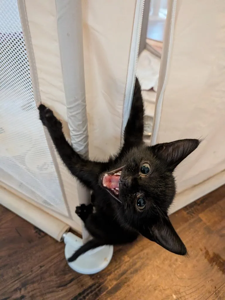 A baby medium-sized male Domestic Short Hair cat named Flannel for adoption in San Antonio, TX