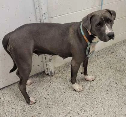 An adult extra large-sized female Gray / Blue / Silver Pit Bull Terrier dog named Demi for adoption in Kansas City, MO