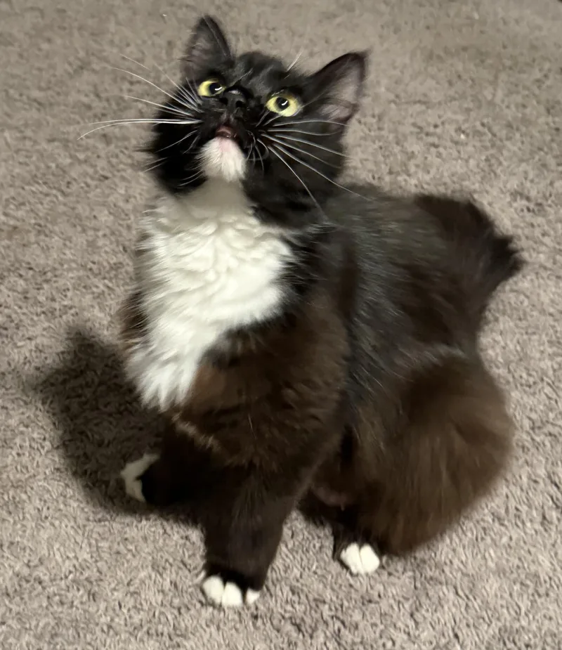 Lucy thumbnail 3
