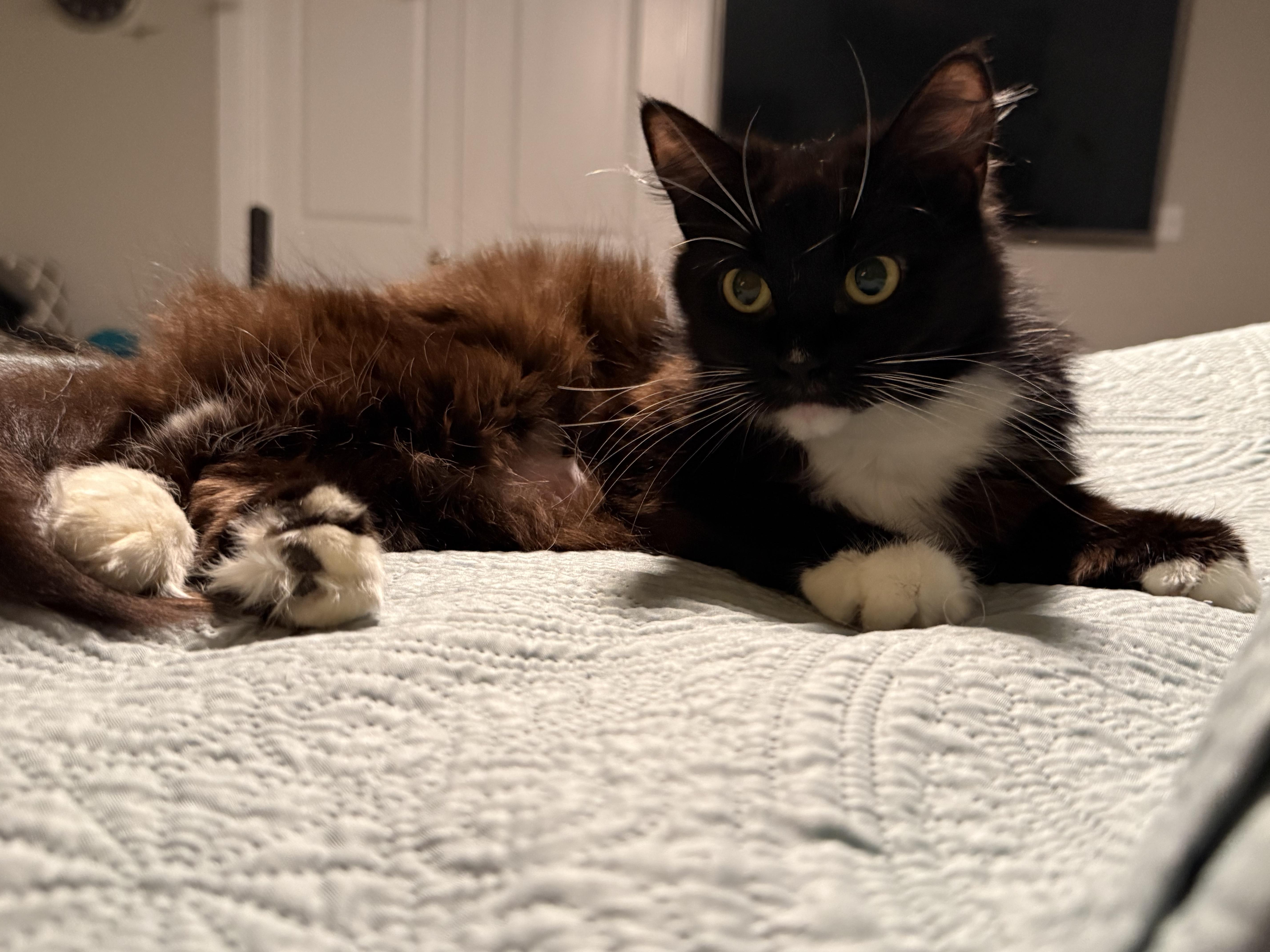 Lucy thumbnail 4
