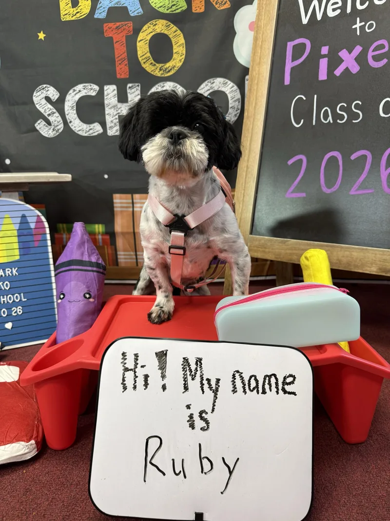 A young small-sized male Shih Tzu dog named Ruby & Max for adoption in Pantego, TX