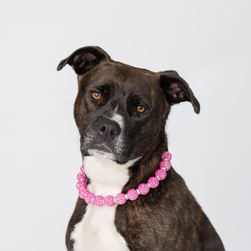An adult medium-sized female Brindle Mixed Breed dog named Jannis for adoption in Dearborn, MI